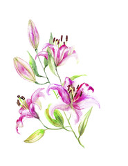 Lily. light pink buds. Watercolor art