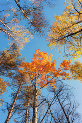 tops of autumn trees