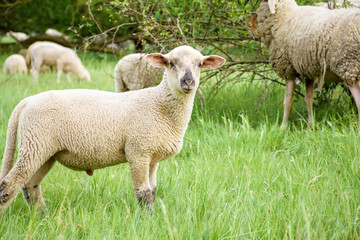Naklejka premium Young sheep in nature, on meadow.