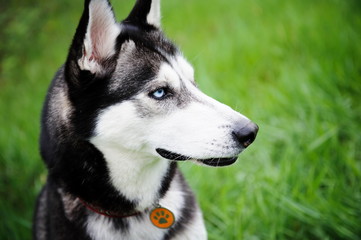  a dog husky walking in a park