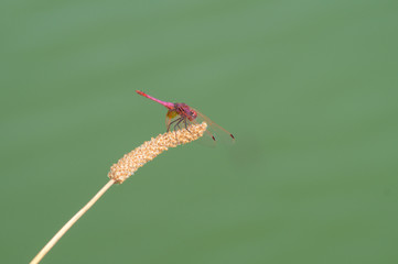 Red Dragonfly in foreground on flower in a green lake