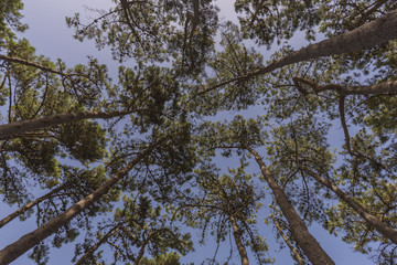 Pinos.