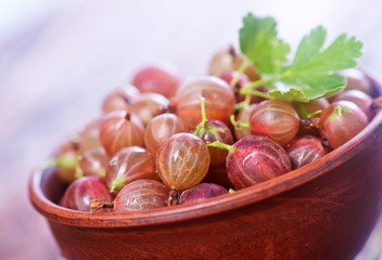 gooseberry