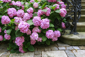 Pink hortensia flowers (hydrangea) in the garden.
