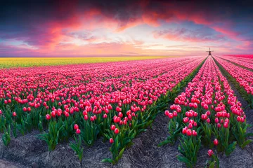 Fotobehang Dramatic spring scene on the tulip farm © Andrew Mayovskyy
