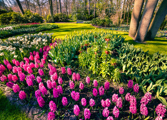 Fototapeta premium Marvellous flowers in the Keukenhof gardens.
