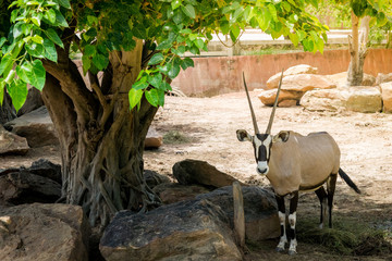 a deer in KnonKaen zoo, Thailand