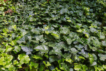 Wall covered with ivy creeper