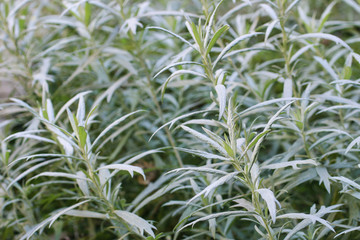 Jacobaea maritima (silver ragwort) plant