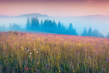 Fototapeta premium Color foggy morning on a meadow with fresh grass