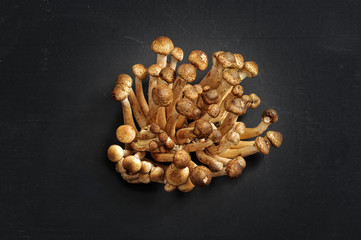 Fresh forest edible mushrooms