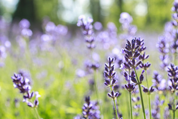 Lavender field in summer
