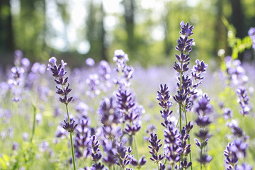 Lavender field in summer