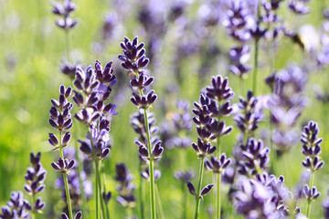 Lavender field in summer