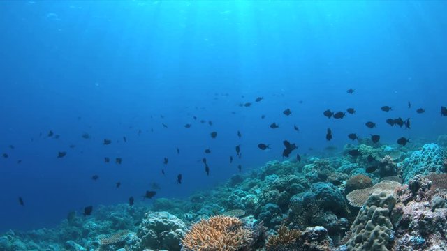 Colorful coral reef with healthy hard corals and plenty fish. 4k footage