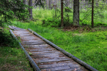 Wetland forest with green carpets of moss. Wooden bridge over th