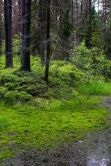 Fototapeta na wymiar Wetland forest with green carpets of moss. Wooden bridge over th