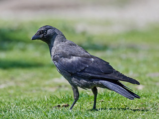 Western jackdaw (Corvus monedula)