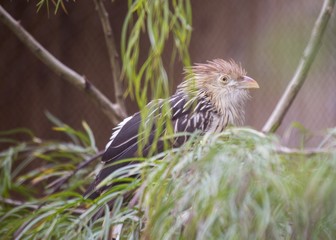 Guira Cuckoo (Guira guira)