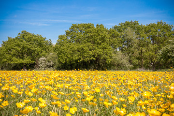 Obraz premium Buttercups field