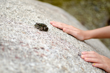 RANA SAPO VERDE SALVAJE EN RIO