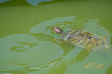 turtle swimming in the green lake