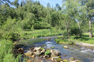 Small River in Summer