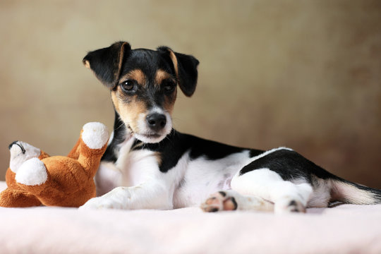 liegender Jack Russell Terrier Welpe