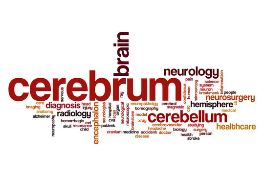 Cerebrum word cloud