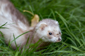 Fototapeta premium Ferret with muddy nose in grass
