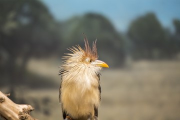 Guira Cuckoo (Guira guira)