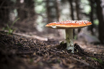 Fungo Amanita Muscaria