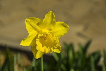 Yellow daffodil
