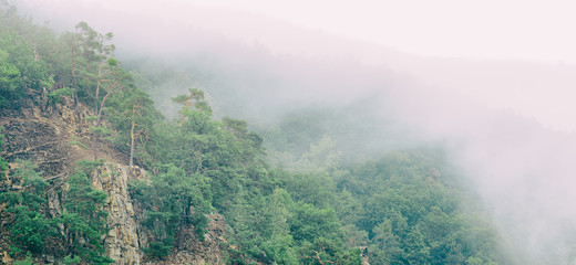 pines in fog