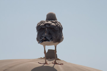 Möwe auf Sonnenschirm am Strand von Grado