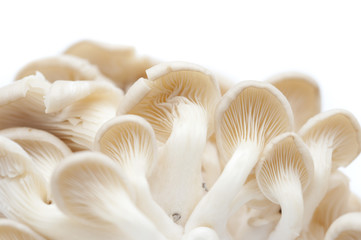 Fresh oyster mushrooms