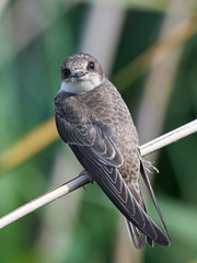 Sand martin (Riparia riparia)
