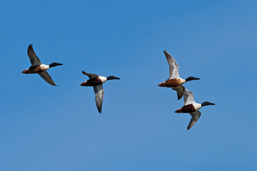 Northern shoveler (Anas clypeata)