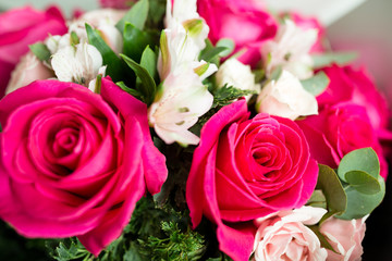 Pink roses