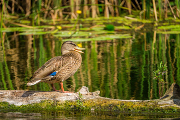 Селезень дикой утки на болоте