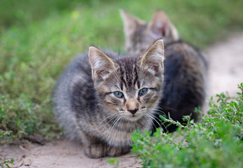 Naklejka na ściany i meble Два серых в полоску бездомных котенка сидят на тропинке в зеленой траве