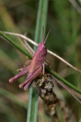 pink grashopper