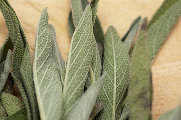 Closeup of fresh sage leaves