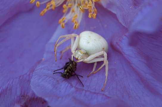 spider on the flower