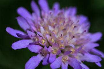 sumer flower