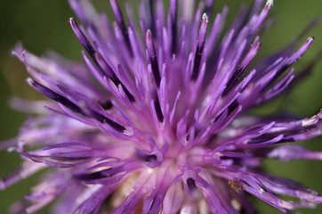 Obraz premium sumer flower