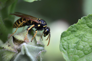 Fototapeta premium wasp
