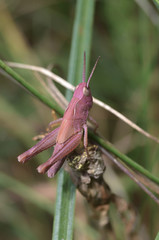 pink grasshopper
