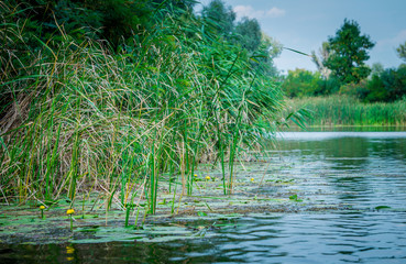 Камыш и желтые водяные лилии. Заболоченный берег реки © Maryna Konoplytska