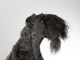 Kerry Blue Terrier portrait. Image taken in a studio.